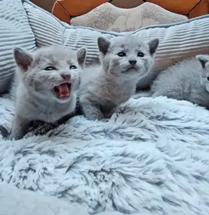 Russisch blau Kitten
