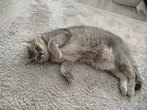 3 jähriger Bhk Kater abzugeben