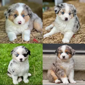 Australian Shepherd Welpen!