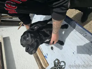 Labrador Mix Welben