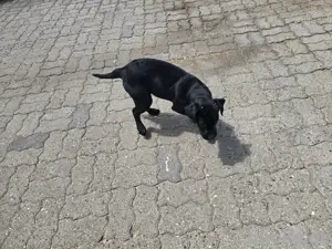 Labrador Mix Welben Bild 2