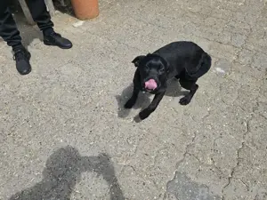 Labrador Mix Welben Bild 3