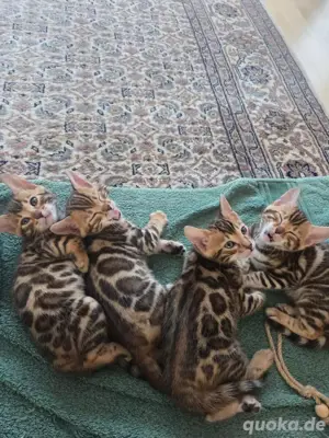 Bengalkitten mit großen Rosetten