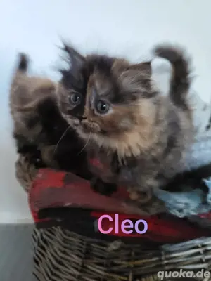 Zuckersüße Bkh  Blh kitten