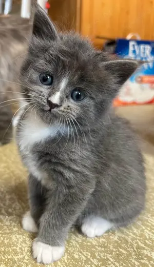 Maine Coone Kitten reinrassig