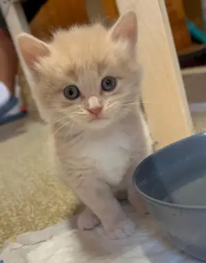 Maine Coone Kitten reinrassig