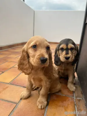 Wunderschönes Cocker Spaniel Weibchen  12 Wochen alt abzugeben!