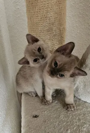Burma Kitten. Reinrassig. Lilac, braun, chocolate 
