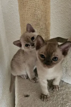 Burma Kitten. Reinrassig. Lilac, braun, chocolate 