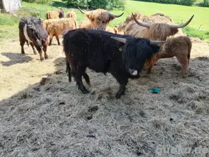 Schottisches Hochlandrind Ochse