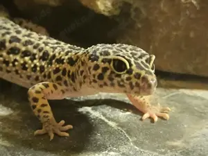 Leopardgeko zu verkaufen 