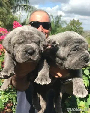 Süße, wunderschöne Cane Corso Welpen