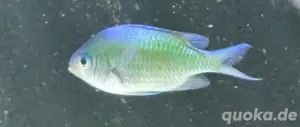 Meerwasser Chromis Viridis GRÜNES Schwalbenschwänzchen