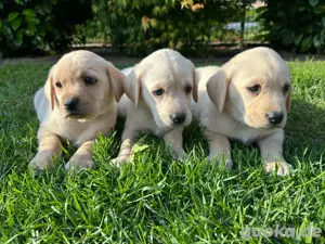 zuckersüße Labrador Welpen (Hündinnen) 