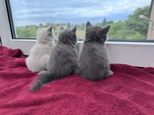 BKH Kätzchen Blue .noch zwei Katerchen