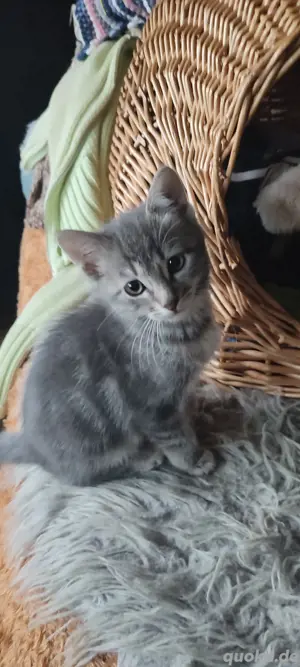 Heilige Birma & EKH Edelmix  Silver Tabby  Kitten 