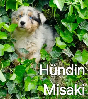Australian Shepherd Welpen