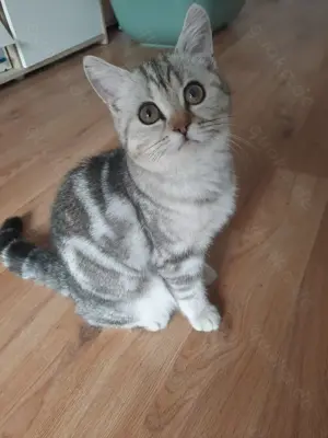 Britisch Kurzhaar Silver Tabby Kitten 