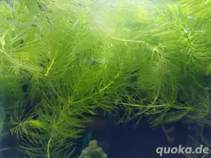Wasser Schwimmpflanzen für Aquarien 