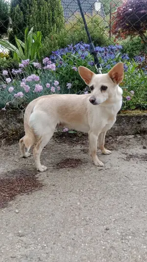 *HANNI* Diese freundliche Hündin war ihr Leben lang eingesperrt. Sie sucht ein liebevolles Zuhause
