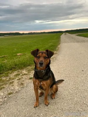 Terrier-Mix Dame sucht neues Zuhause mit viel Liebe! 