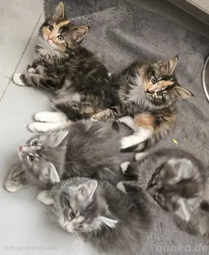 xxl maincoon kitten