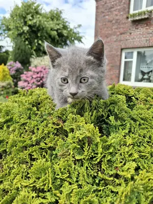 Katzenbabys BKH MIX