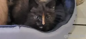  Bkh mix kitten Katze 