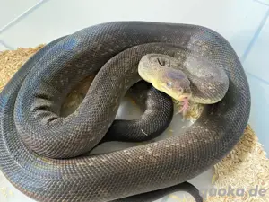 1.1 Liasis mackloti mackloti subadult adult