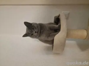 BHK-Katze zur Adoption