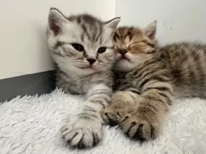 Reinrassige BKH Kitten 