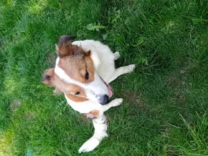 Border-collie Weibchen 