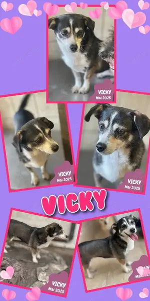 kleine, zarte, ruhige, freundliche Hündin "Vicky" sucht ein schönes Zuhause 