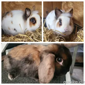 Liebe Zwergwidder Zwergkaninchen Kastrate,  geimpft 