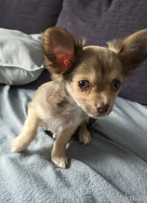 Wir (reinrassige langhaar Chihuahua Welpen Mädels) dürfen ab sofort ausziehen!!!!