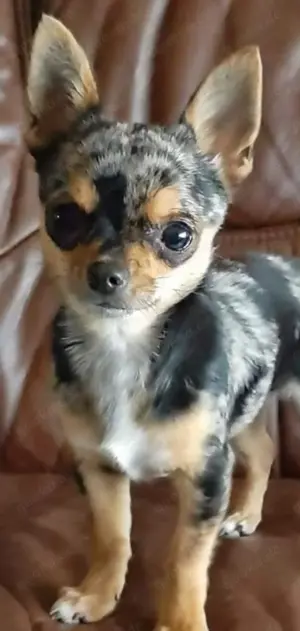 Chihuahua Merle
