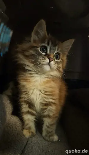 Maine Coon Kinder suchen
