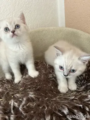 BKH Kitten bluepoint   redpoint nur noch zwei 