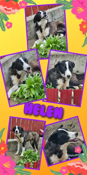 wunderschöne, sanfte, kinderliebe, freundliche Hündin "Helen" sucht ein Zuhause 