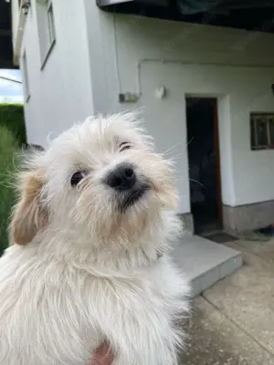 Welpe Rüde Shih Tzu Jack Russel 6Mon 5kg Ausreise nach Adoption VIDEO