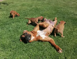 Boxer- Welpen