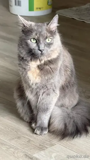  Süße Katze sucht neues Zuhause 