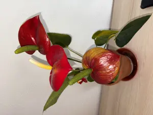 Herrlich blühende Flamingoblume   Anthurie rot