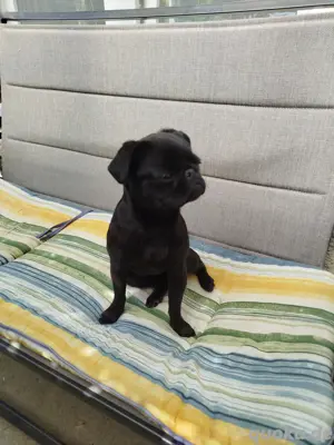Hübsches schwarzes Mops Mädchen sucht ihr Traum zu Hause 