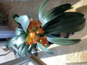  Selten gewordene Klivien in verschiedenen Größen