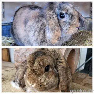 Hübsche Zwergwidder    Zwergkaninchen Mädchen geimpft 