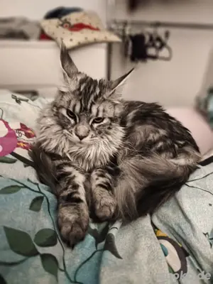 Maincoon Dame