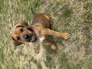 Welpen Großer Schweizer Sennenhund x Rhodesian Ridgeback 
