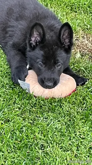Deutsche Schäferhund Welpen