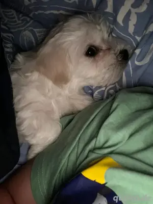 malteser - Yorkshire Mix